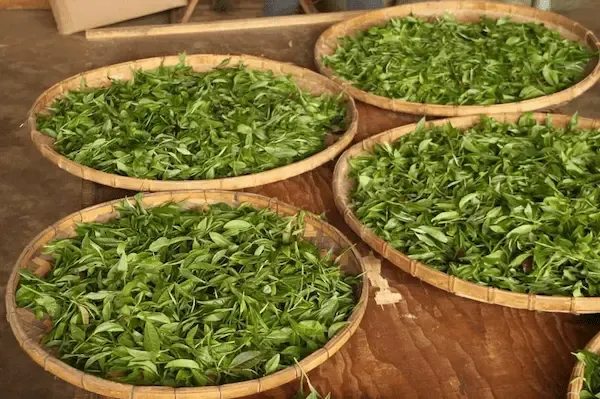 قیمت خرید سبزی خشک دلمه + مشخصات، عمده ارزان