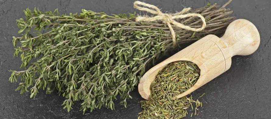 راهنمای خرید آویشن خشک کوهی + قیمت عالی