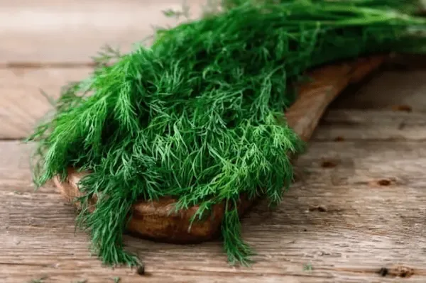 راهنمای خرید سبزی خشک شوید + قیمت عالی