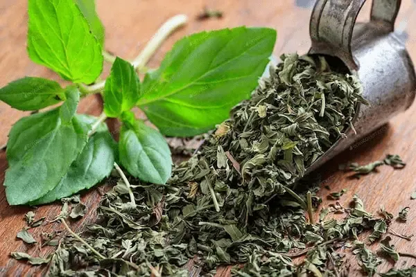 راهنمای خرید سبزی خشک ترخون + قیمت عالی