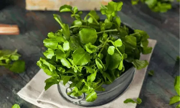 راهنمای خرید شاهی خشک شده + قیمت عالی
